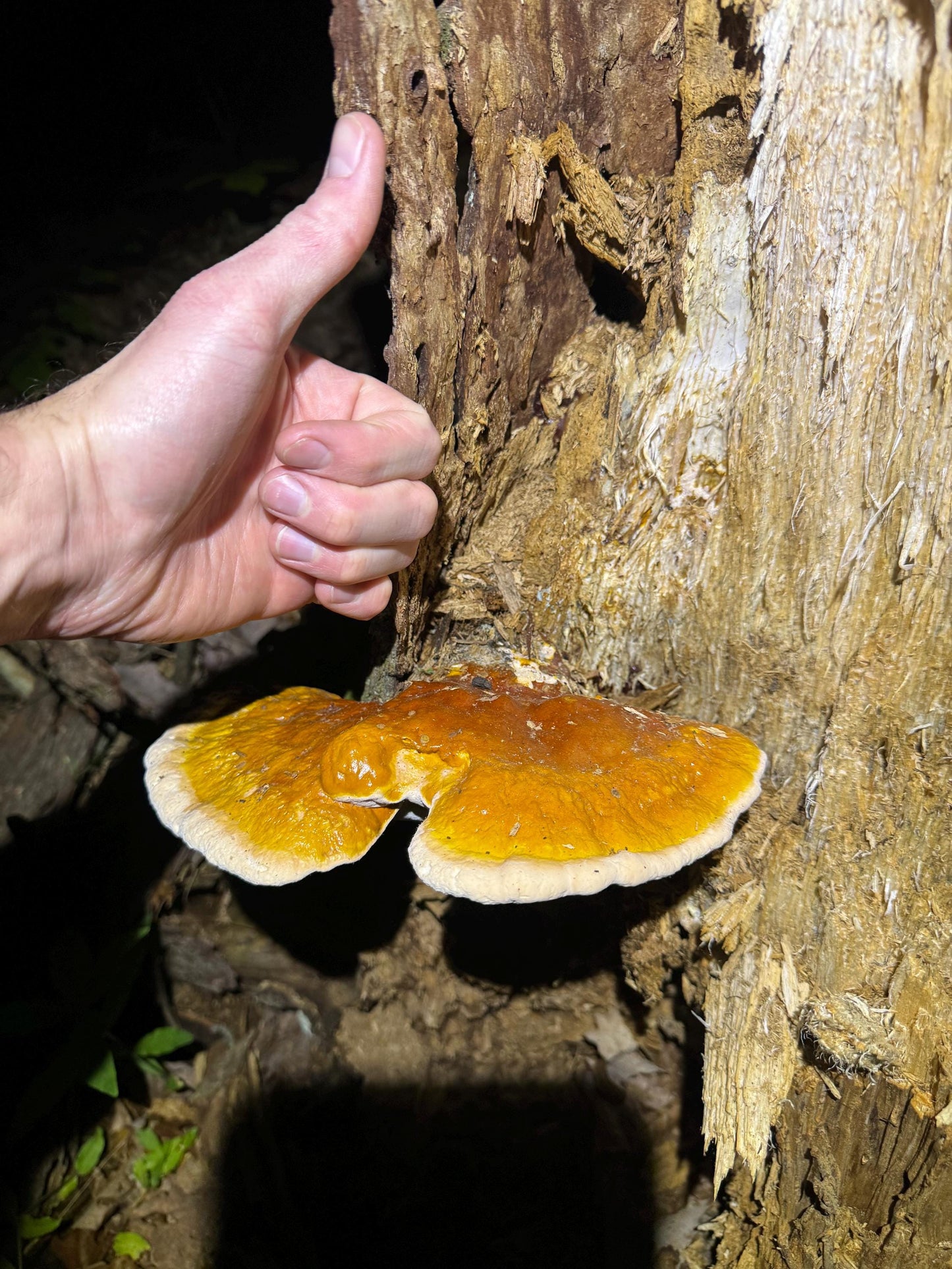 Appalachian Reishi Mushroom Liquid Culture LC Syringe: Ready to Grow Ganoderma tsugae (Hemlock Reishi)
