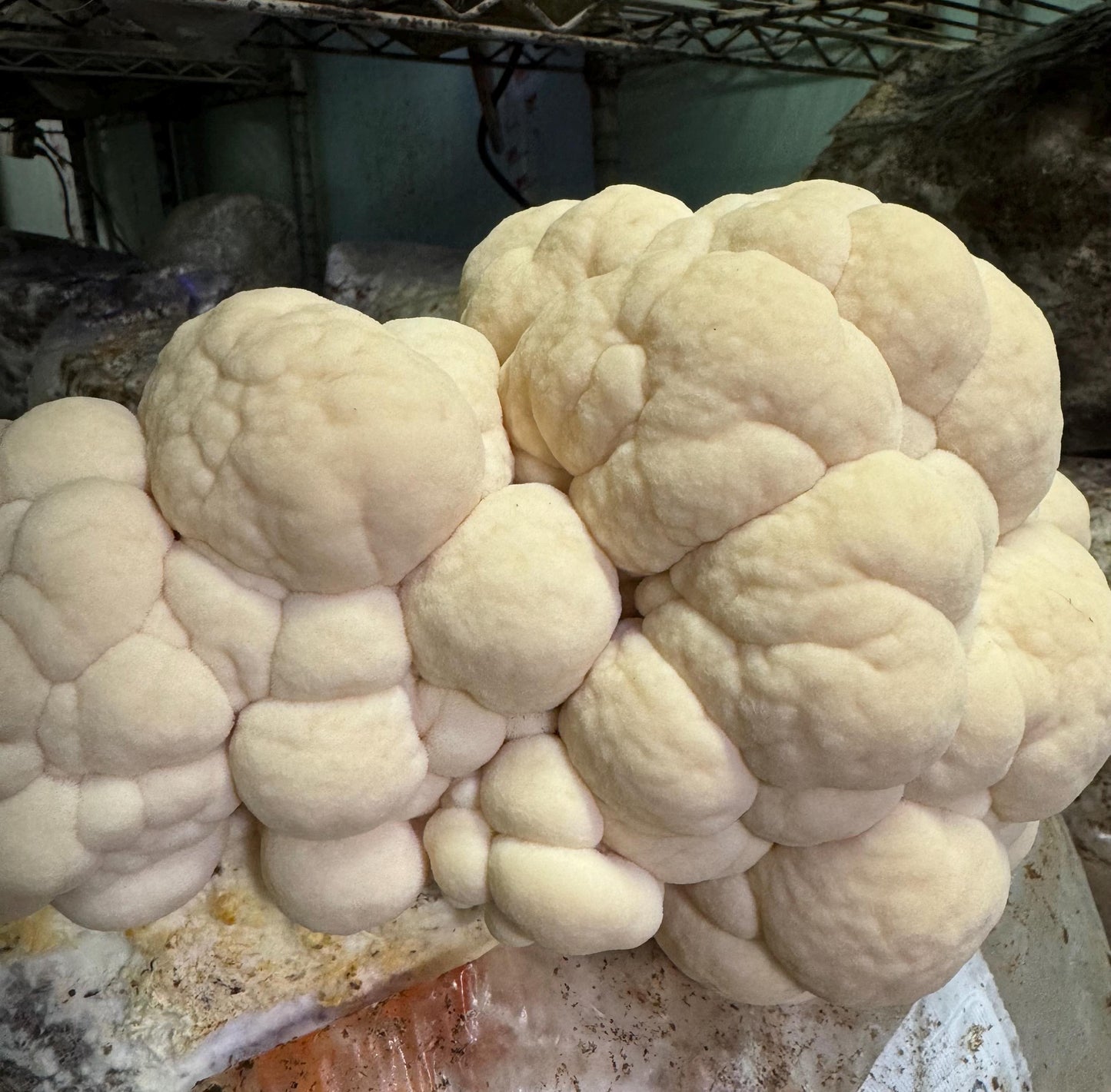 Lion's Mane Mushroom XL Fruiting Block: Appalachian Wild Culture, Ready to Fruit 11lb