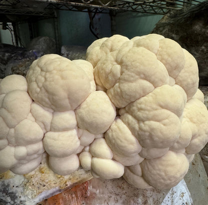 Lion's Mane Mushroom XL Fruiting Block: Appalachian Wild Culture, Ready to Fruit 11lb