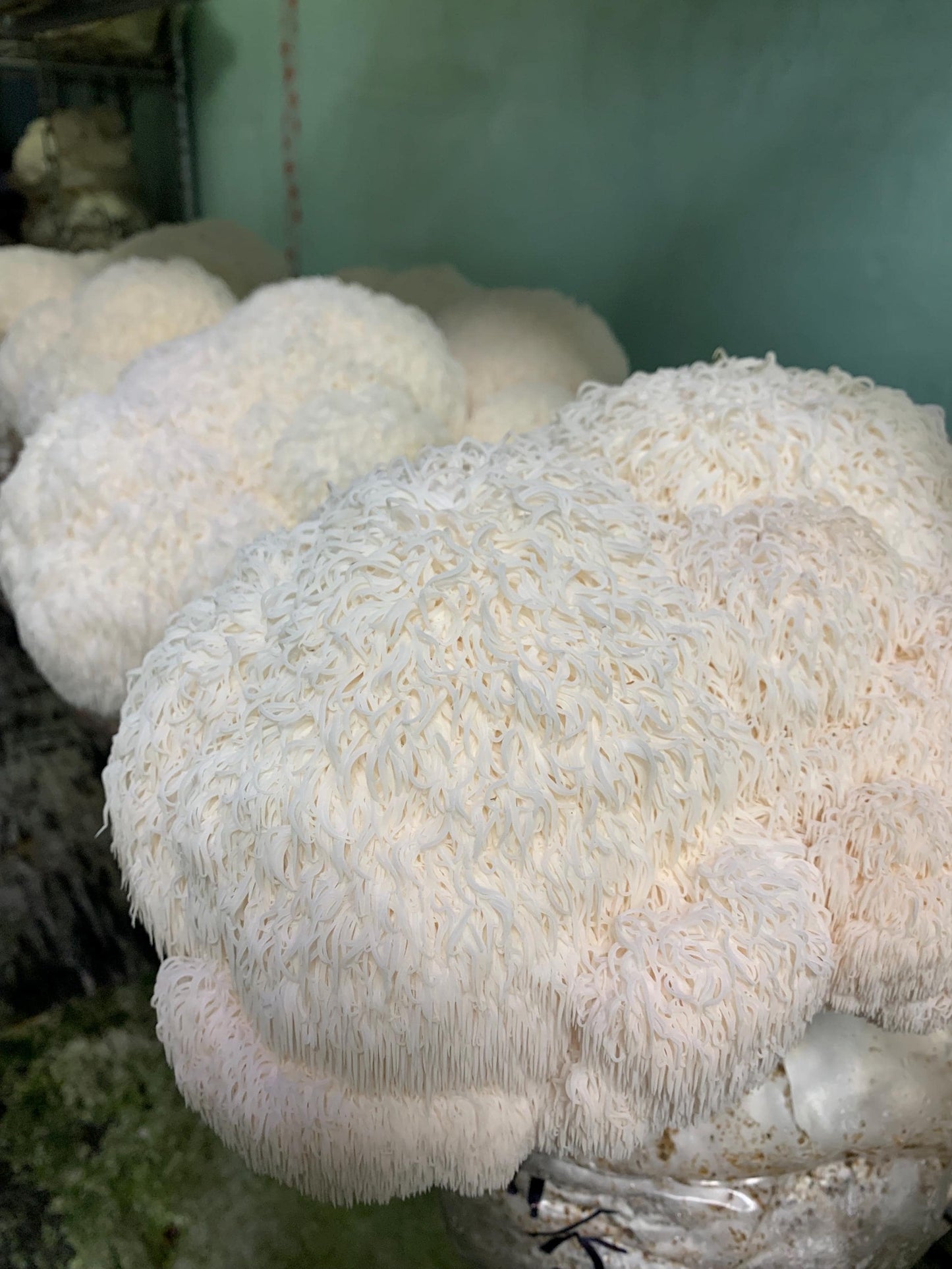 Lion's Mane Mushroom XL Fruiting Block: Appalachian Wild Culture, Ready to Fruit 11lb
