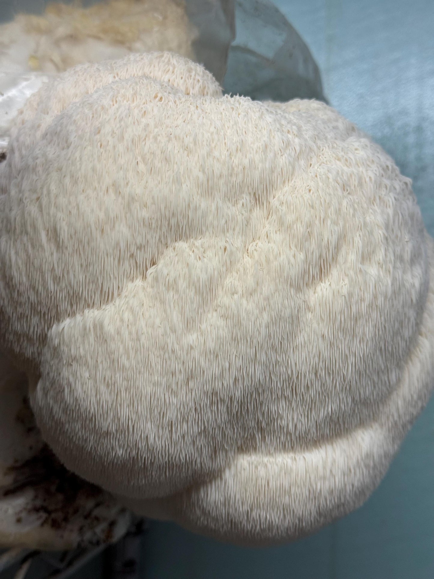 Lion's Mane Mushroom Fruiting Block (Large): Appalachian Wild Culture, Ready to Fruit 5.5lb