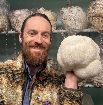 Lion's Mane Mushroom Fruiting Block (Large): Appalachian Wild Culture, Ready to Fruit 5.5lb