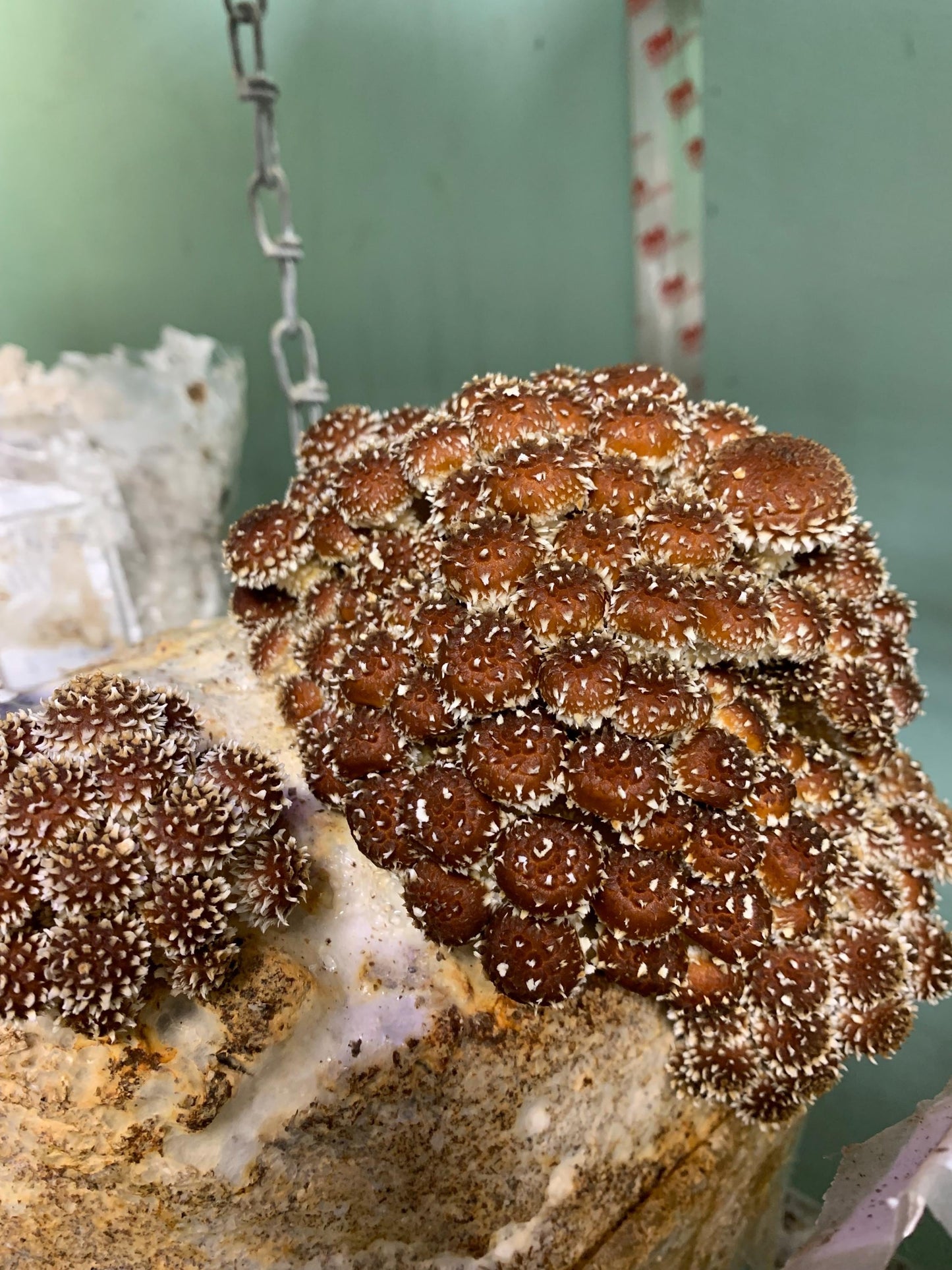 Chestnut Mushroom Fruiting Block – Ready to Grow Gourmet Mushrooms (XL 11lb)