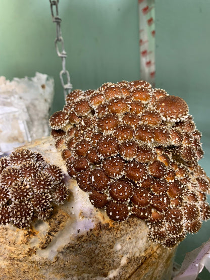 Chestnut Mushroom Fruiting Block – Ready to Grow Gourmet Mushrooms (XL 11lb)