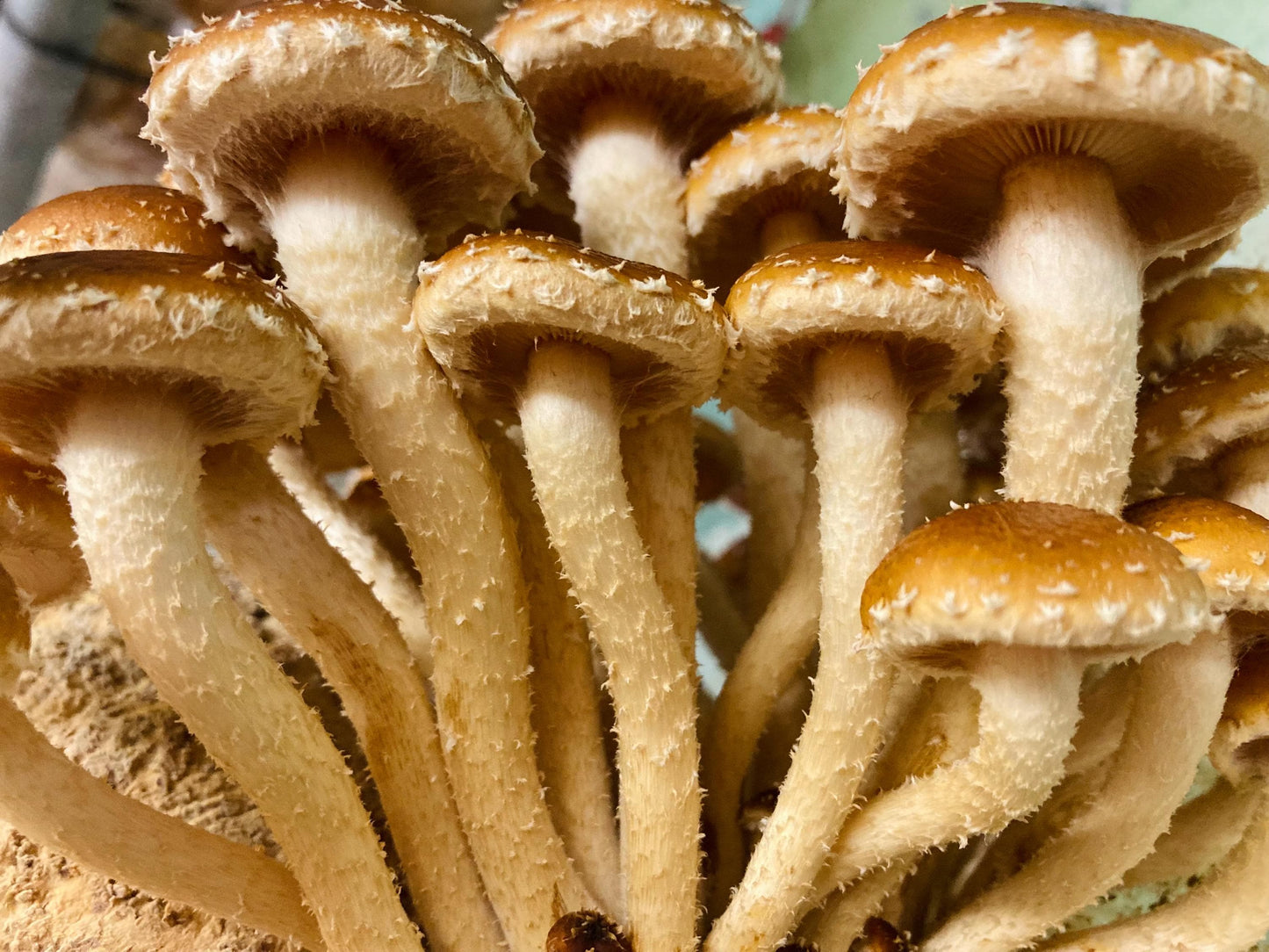 Chestnut Mushroom Fruiting Block – Ready to Grow Gourmet Mushrooms (XL 11lb)