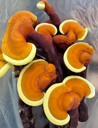 Dried Reishi Antlers and conks: Bulk Gourmet Mushrooms, USA Grown Ganoderma Lingzhi