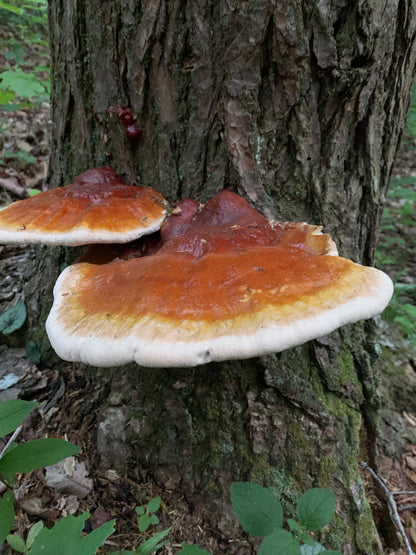 Appalachian Reishi Mushroom Liquid Culture LC Syringe: Ready to Grow Ganoderma tsugae (Hemlock Reishi)