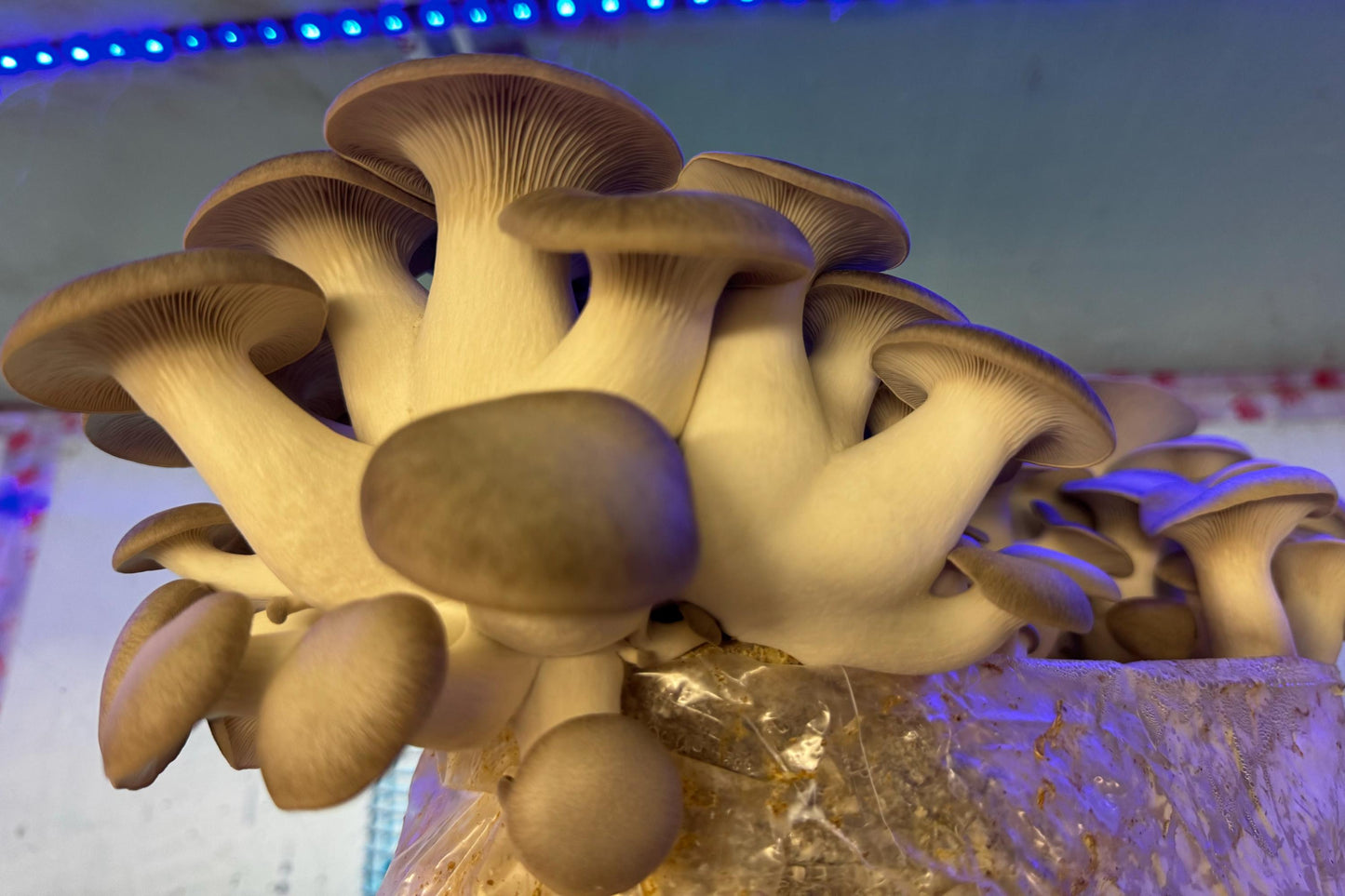Mushroom Farm Starter Kit Liquid Culture 10 Pack: Production-Tested Strains