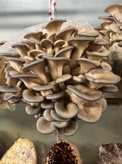 XL Oyster Mushroom Fruiting Block -You Pick Variety: Ready-to-Fruit 11lb, Table Top Farm