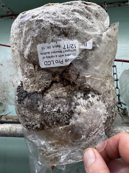 XL Oyster Mushroom Fruiting Block -You Pick Variety: Ready-to-Fruit 11lb, Table Top Farm