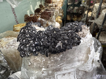 XL Oyster Mushroom Fruiting Block -You Pick Variety: Ready-to-Fruit 11lb, Table Top Farm