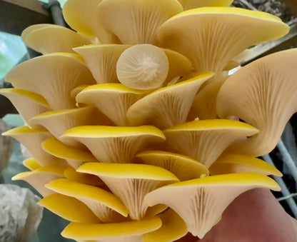 XL Oyster Mushroom Fruiting Block -You Pick Variety: Ready-to-Fruit 11lb, Table Top Farm