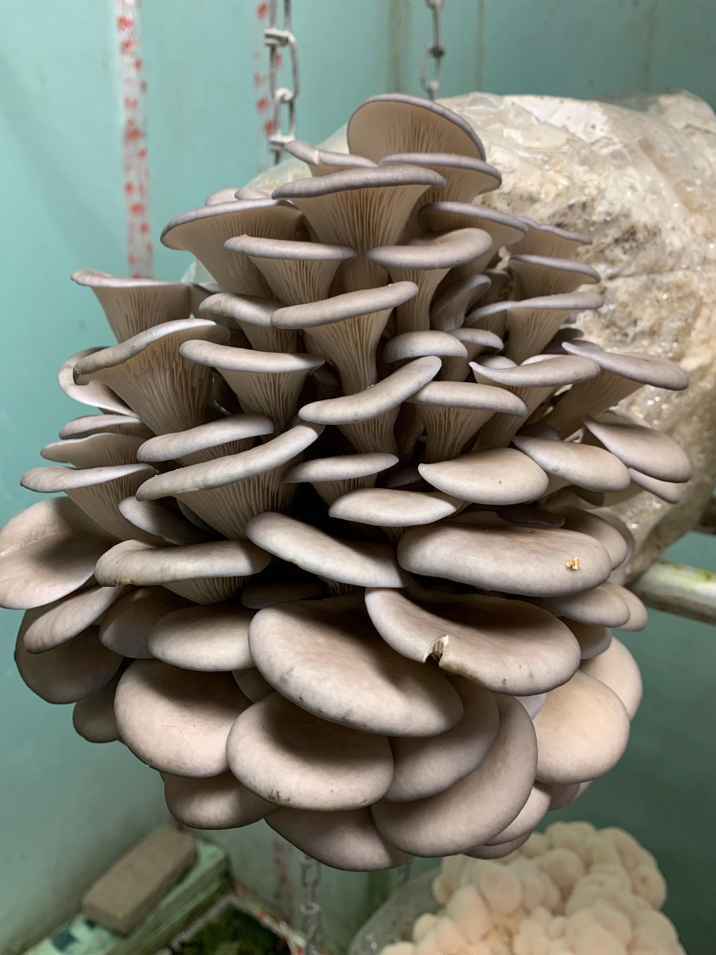 XL Oyster Mushroom Fruiting Block -You Pick Variety: Ready-to-Fruit 11lb, Table Top Farm