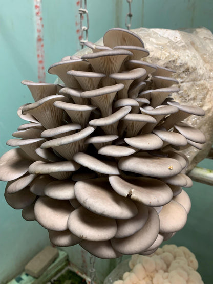 XL Oyster Mushroom Fruiting Block -You Pick Variety: Ready-to-Fruit 11lb, Table Top Farm