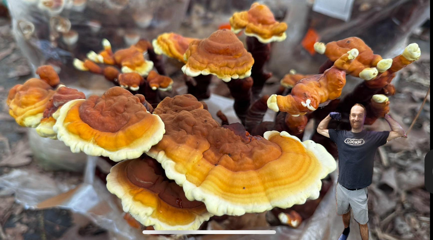 Medicinal Mushroom Farm Starter Liquid Culture Pack: 9 Production-Tested Functional Strains