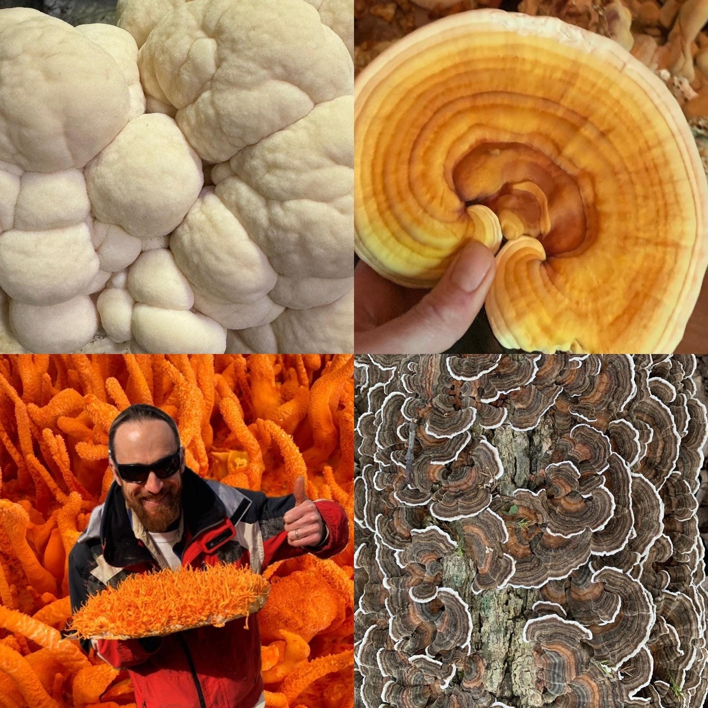 Medicinal Mushroom Farm Starter Liquid Culture Pack: 9 Production-Tested Functional Strains