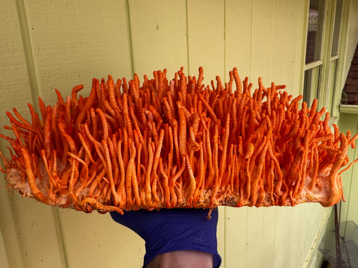 Appalachian Wild Cordyceps militaris Liquid Culture | Commercially Farmed - Made to order