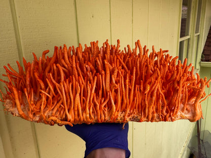 Appalachian Wild Cordyceps militaris Liquid Culture | Commercially Farmed - Made to order