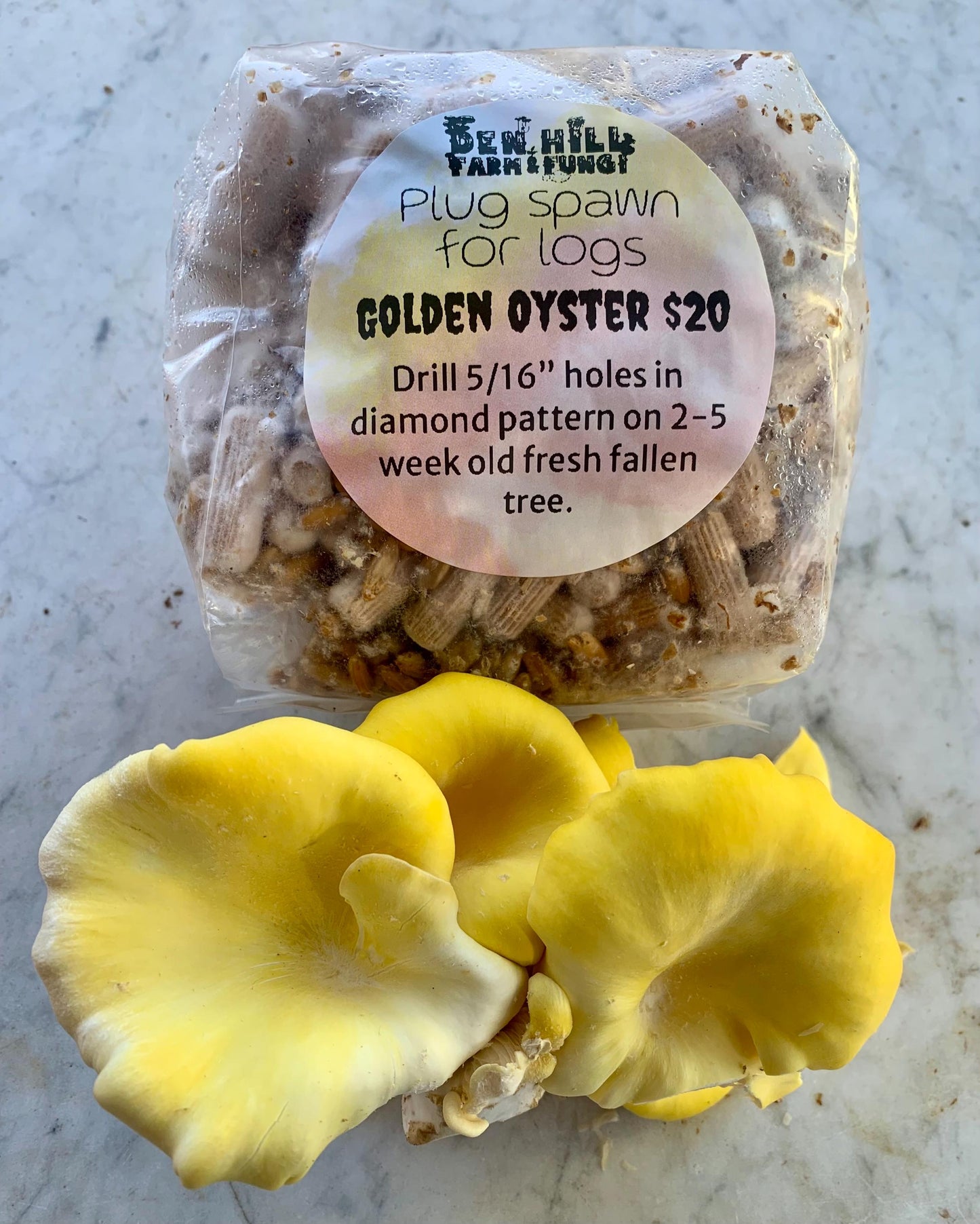 Oyster Plug Spawn: #1 Log Producer, Fast Yielding