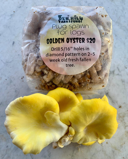 Oyster Plug Spawn: #1 Log Producer, Fast Yielding