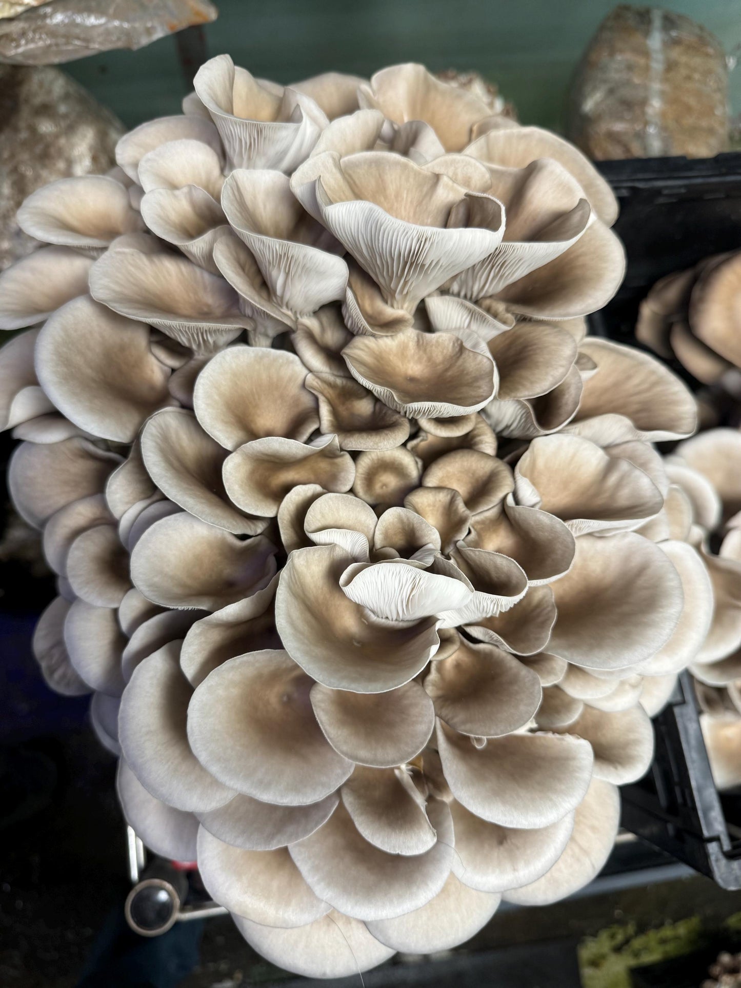 Oyster Plug Spawn: #1 Log Producer, Fast Yielding