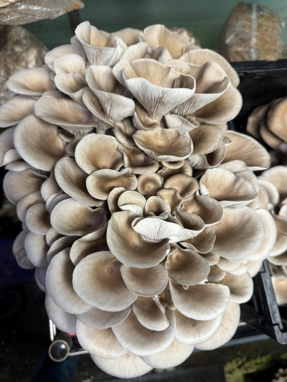 Oyster Plug Spawn: #1 Log Producer, Fast Yielding