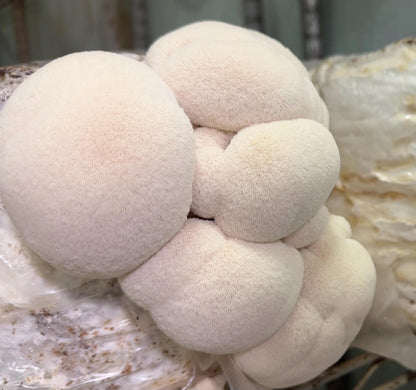 Dense Lion's Mane Mushroom XL Fruiting Block: Ready to Fruit Table Top Farm 11lb