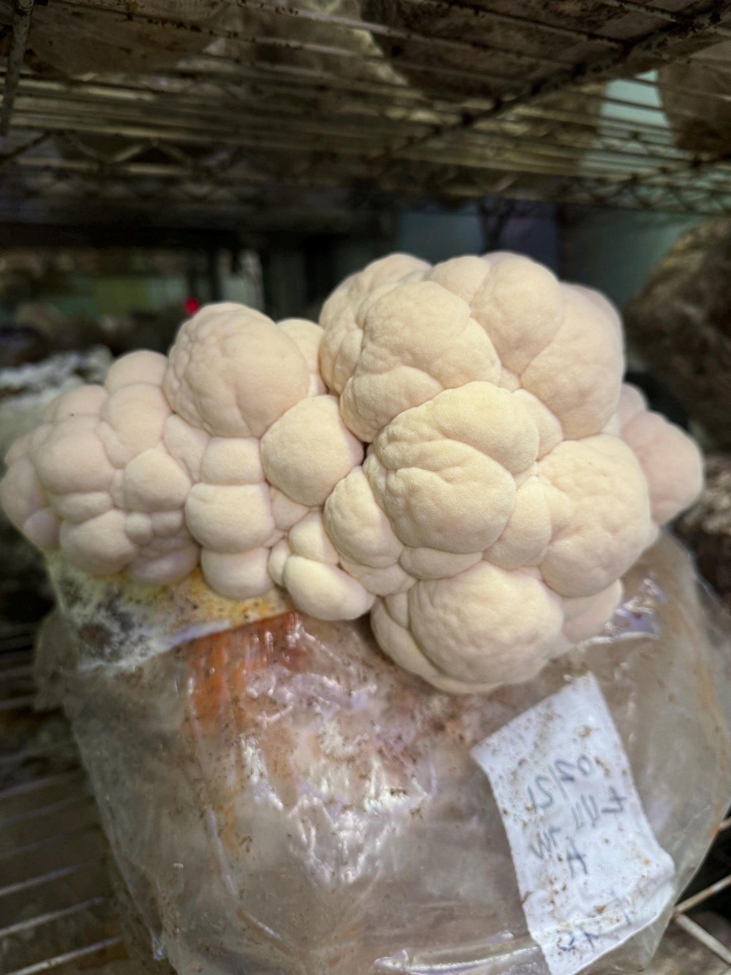 Dense Lion's Mane Mushroom XL Fruiting Block: Ready to Fruit Table Top Farm 11lb