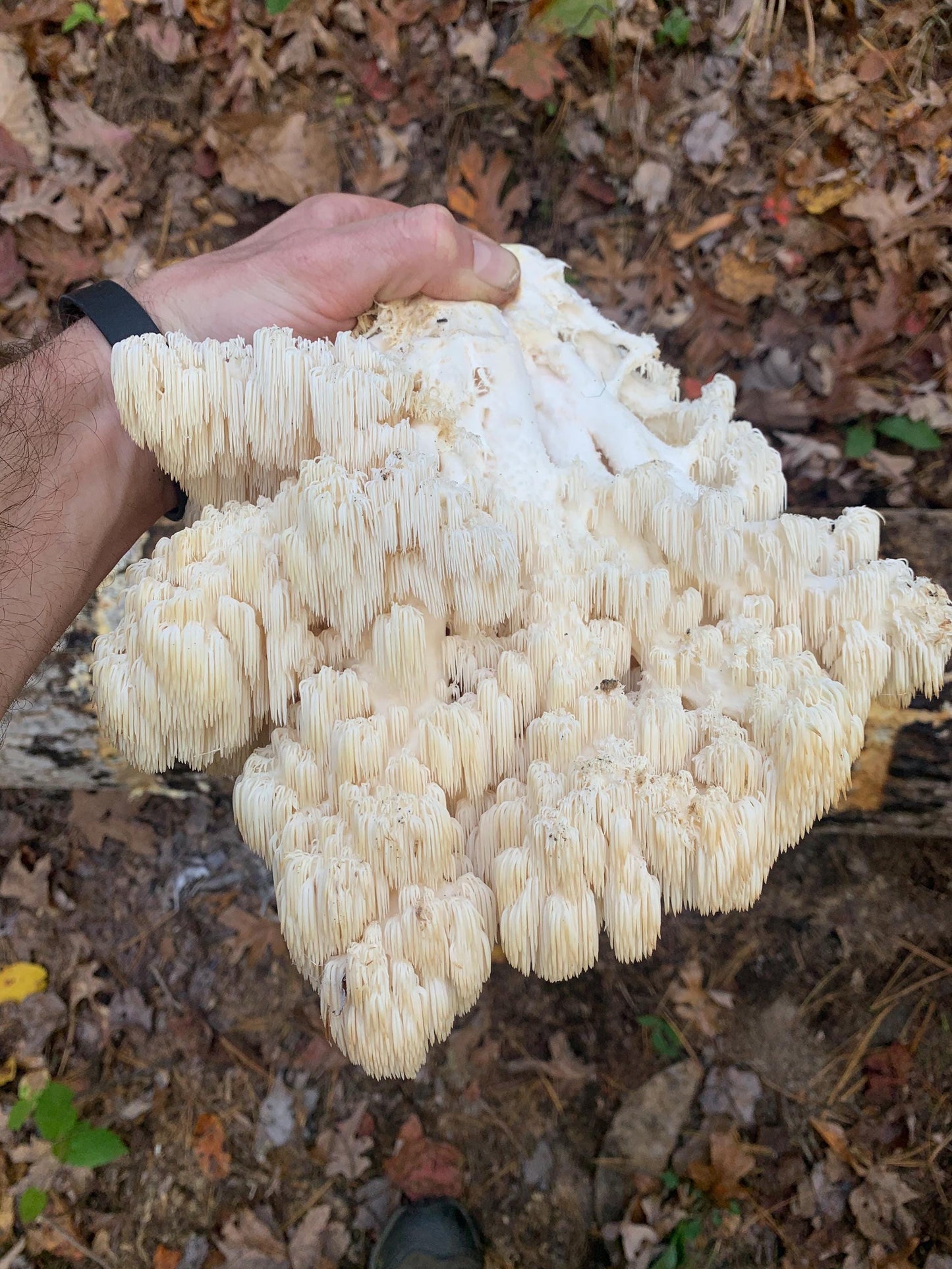 Combs Tooth Fungus Spawn: Wild Appalachian Hericium americanum. #1 lion’s type for Log Production