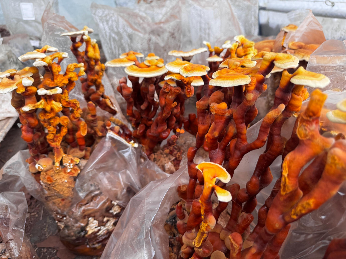 Reishi Antler 10lb Fruiting Block Ganoderma lucidum Mushroom: Ready to Fruit Table Top Farm