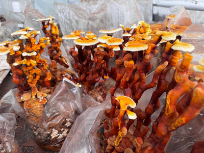 Reishi Antler 10lb Fruiting Block Ganoderma lucidum Mushroom: Ready to Fruit Table Top Farm
