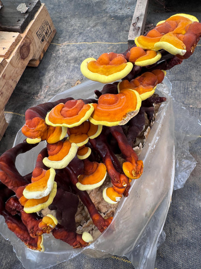 Reishi Antler 10lb Fruiting Block Ganoderma lucidum Mushroom: Ready to Fruit Table Top Farm