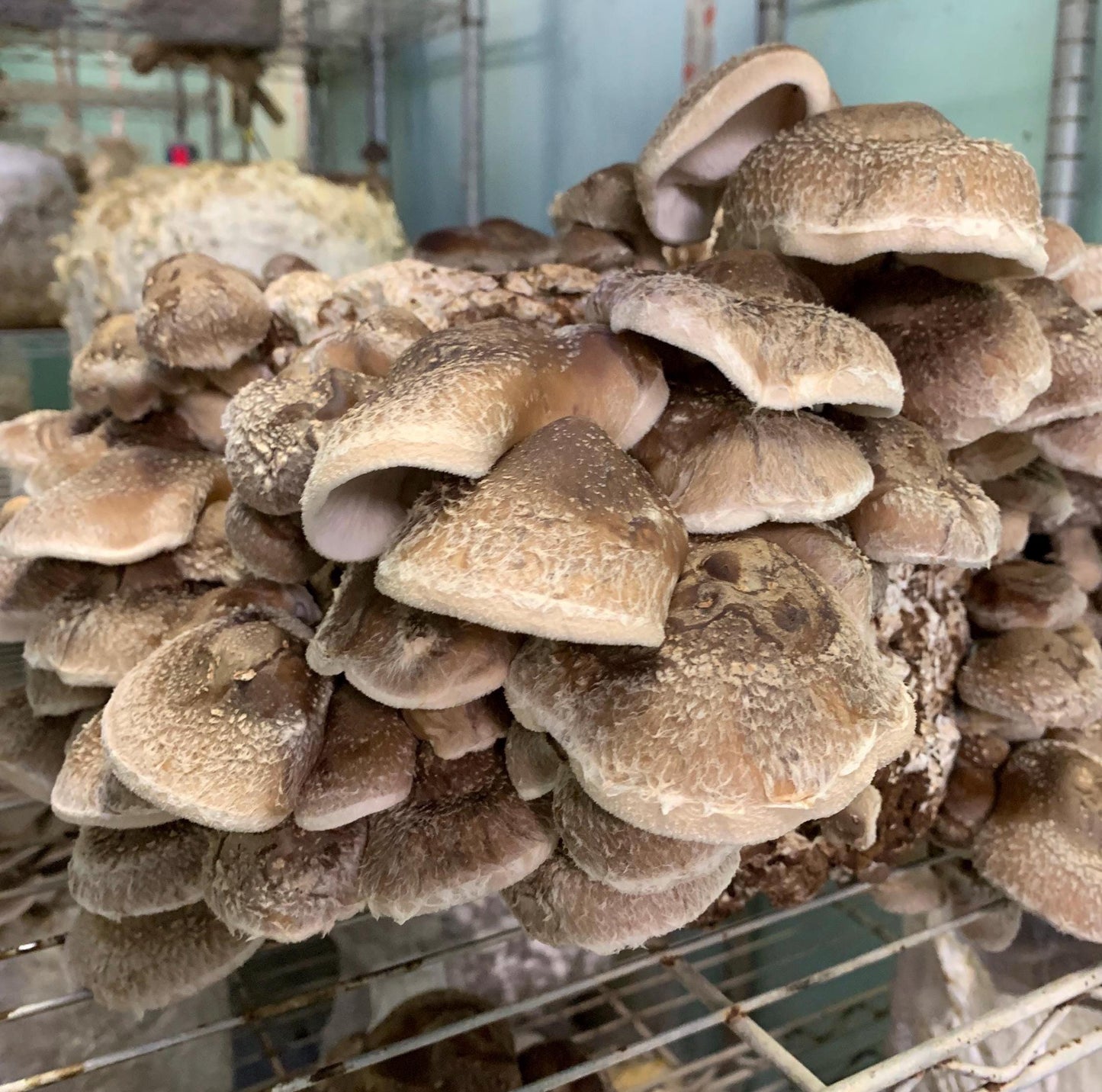 Shiitake Mushroom 5lb Fruiting Block: Ready to Fruit Table Top Farm Grow Kit