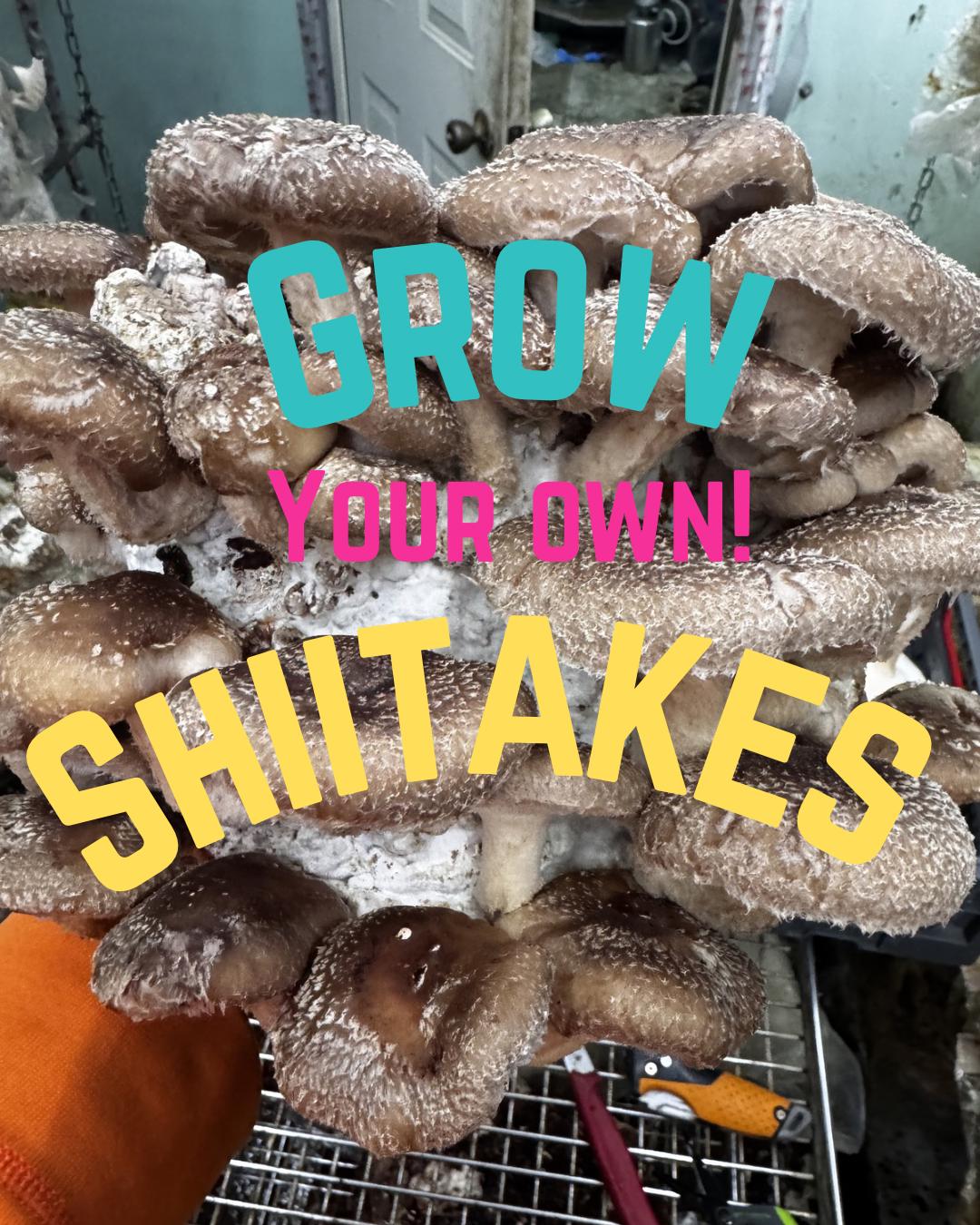 Shiitake Mushroom 5lb Fruiting Block: Ready to Fruit Table Top Farm Grow Kit