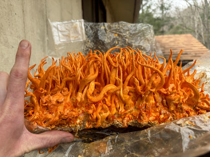 Appalachian Wild Cordyceps militaris Liquid Culture | Commercially Farmed - Made to order