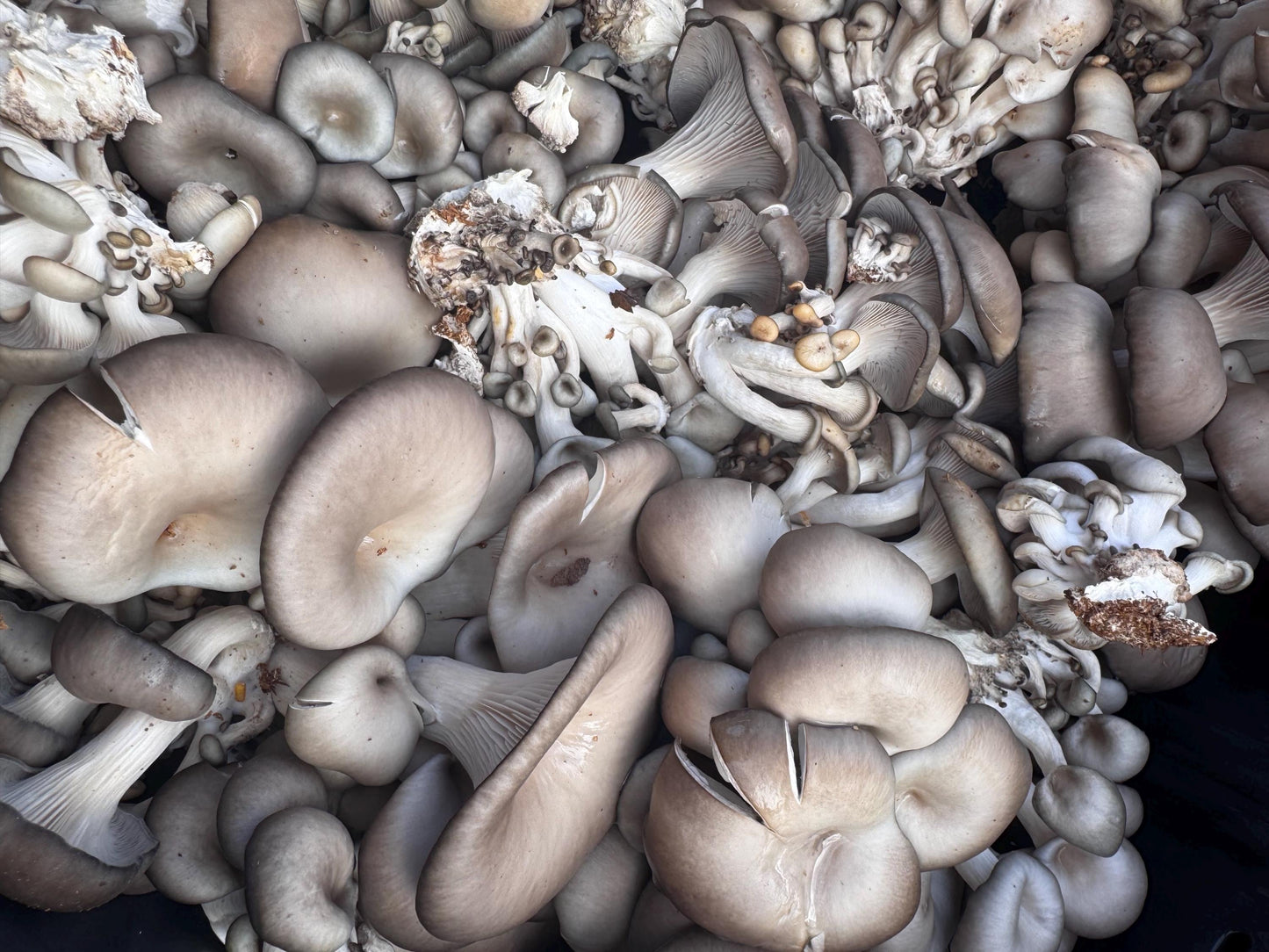 Oyster Plug Spawn: #1 Log Producer, Fast Yielding