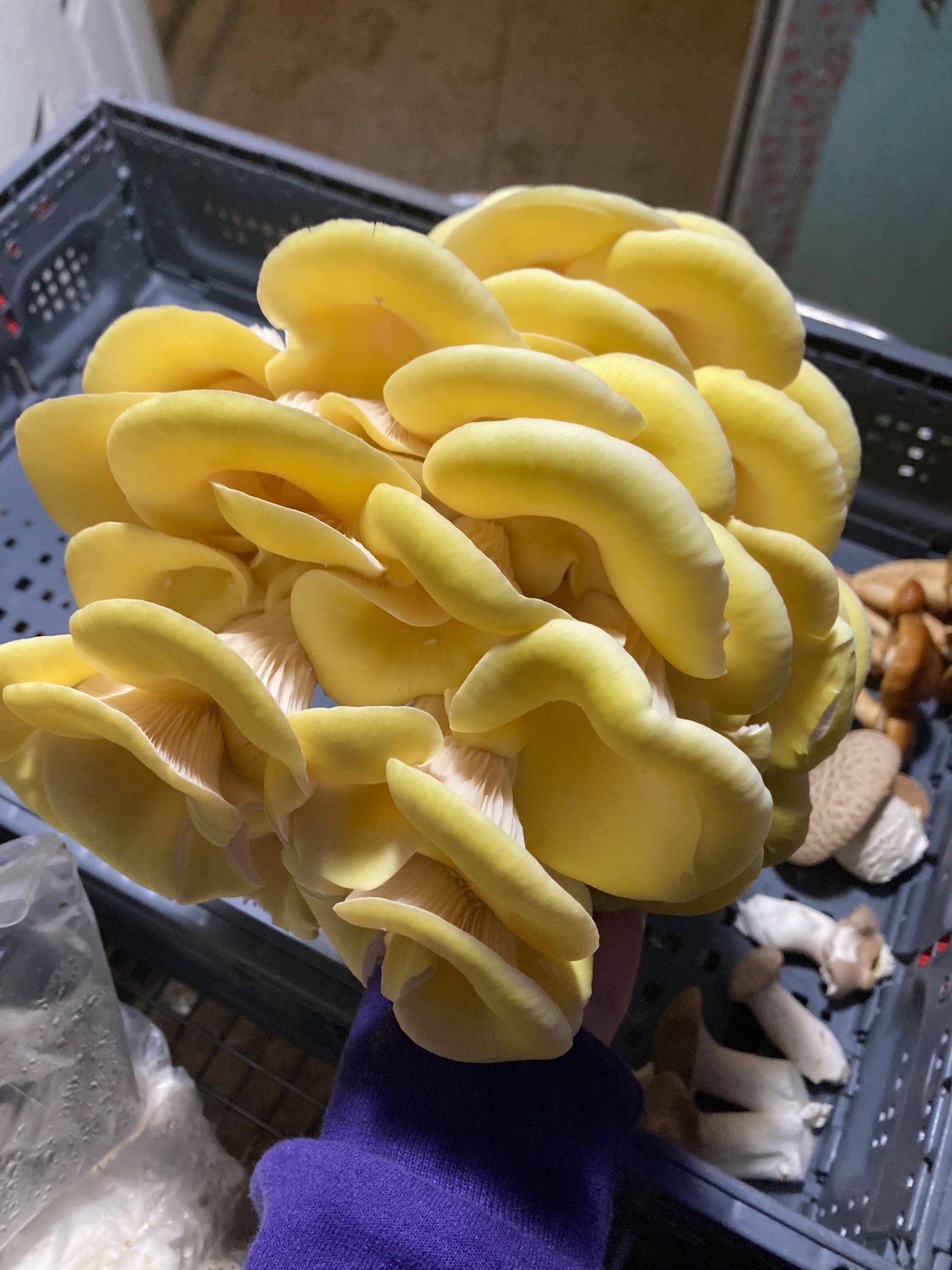Oyster Plug Spawn: #1 Log Producer, Fast Yielding