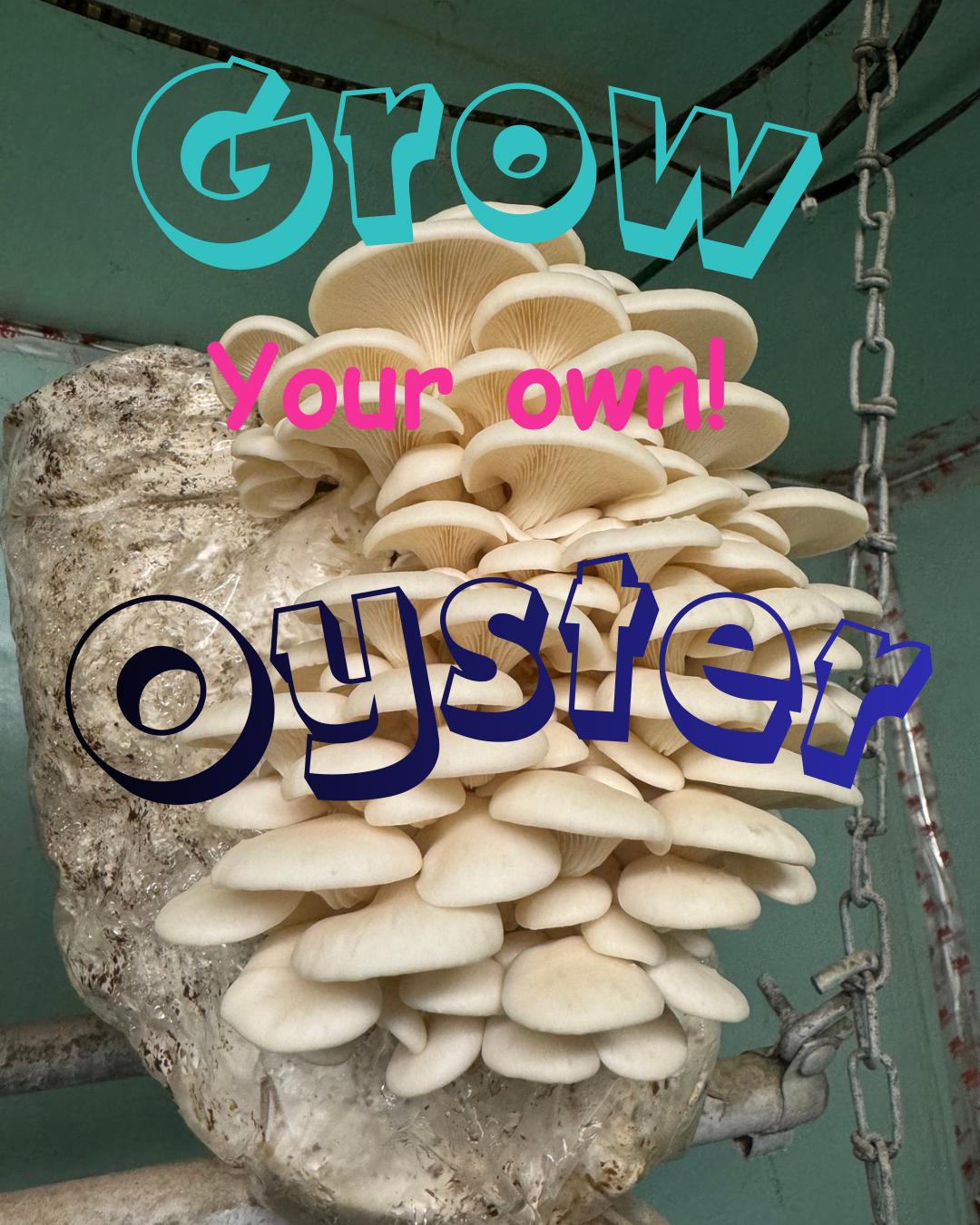 Oyster Plug Spawn: #1 Log Producer, Fast Yielding