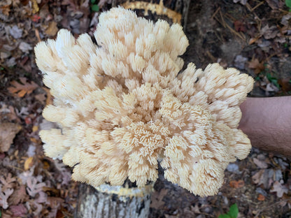 Lion’s Mane Mushroom Spawn Hericium erinaceus: Appalachian Wild culture #1 Log production strain