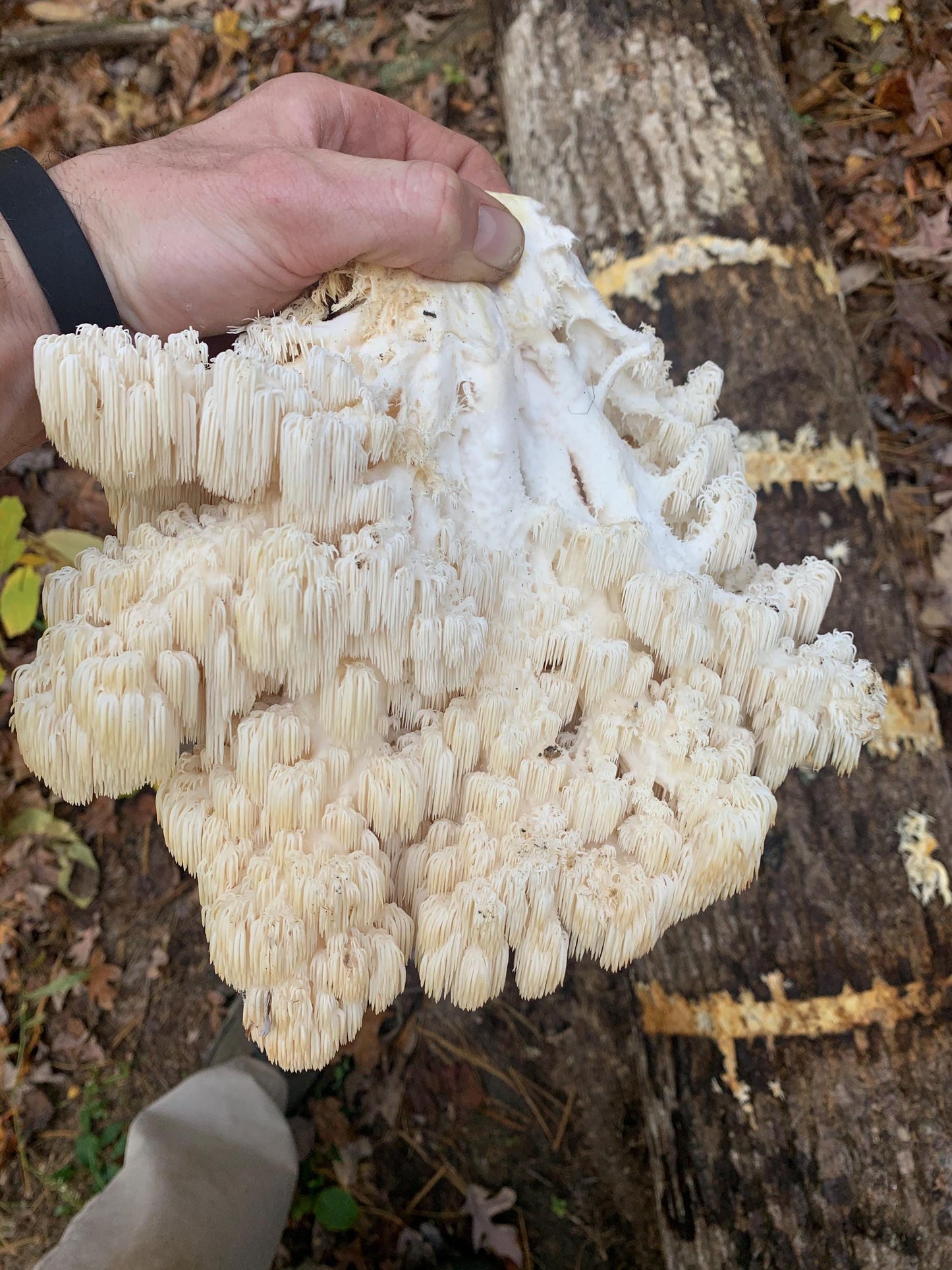 Lion’s Mane Mushroom Spawn Hericium erinaceus: Appalachian Wild culture #1 Log production strain