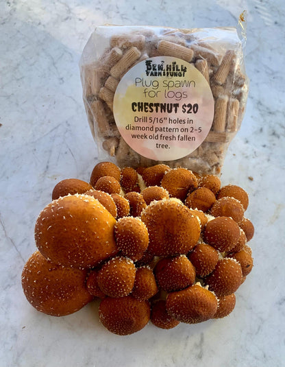 Chestnut Mushroom Log Spawn | Pholiota adiposa | Farm Tested Heavy Yield Strain