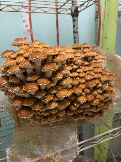 Chestnut Mushroom Log Spawn | Pholiota adiposa | Farm Tested Heavy Yield Strain