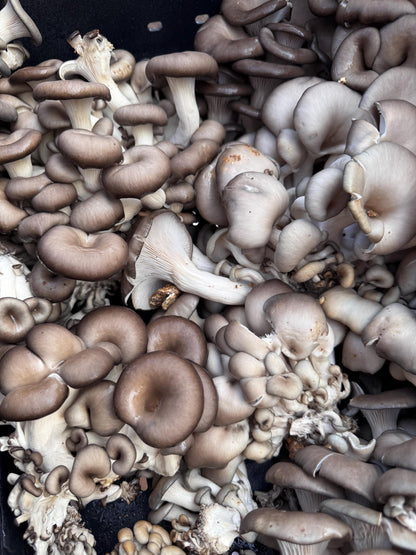 Chocolate Blue Oyster Mushroom XL Fruiting Block 11lb: Ready-to-Fruit, Table Top Farm