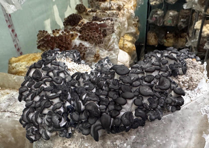 Chocolate Blue Oyster Mushroom XL Fruiting Block 11lb: Ready-to-Fruit, Table Top Farm