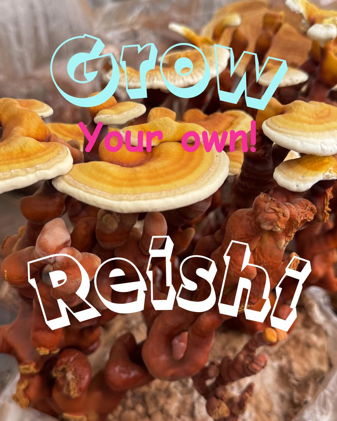 Reishi Antler 10lb Fruiting Block Ganoderma lucidum Mushroom: Ready to Fruit Table Top Farm