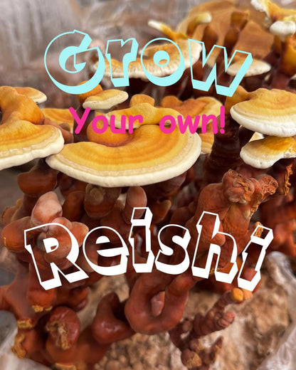 Reishi Antler 10lb Fruiting Block Ganoderma lucidum Mushroom: Ready to Fruit Table Top Farm