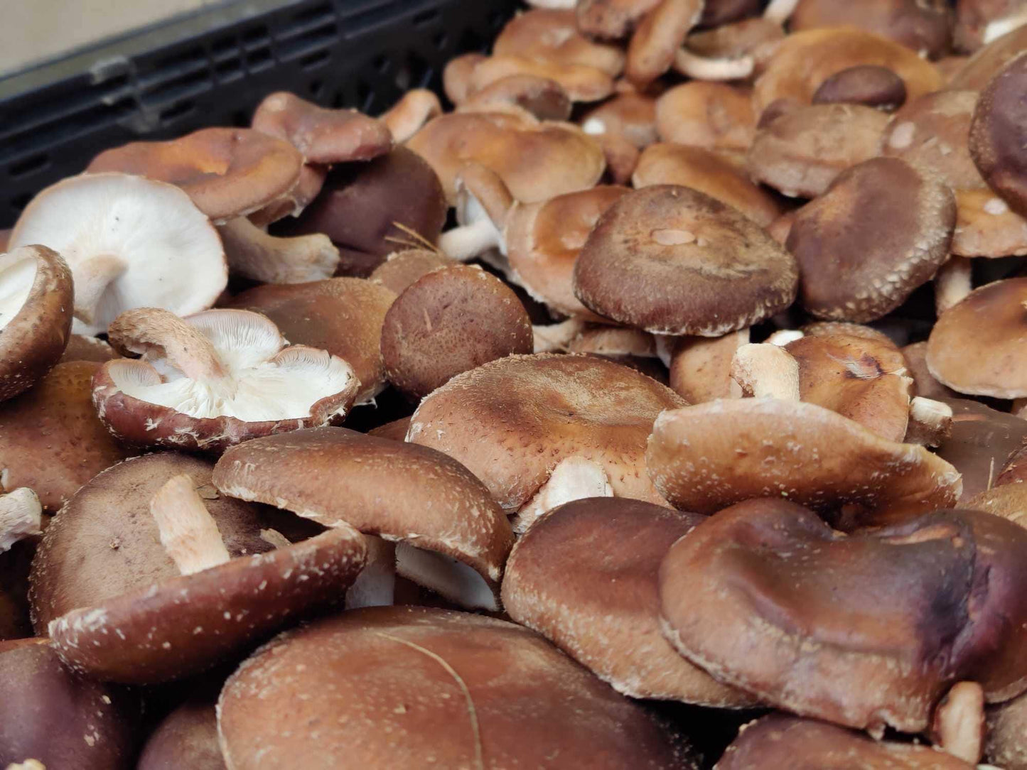 Shiitake Mushroom 5lb Fruiting Block: Ready to Fruit Table Top Farm Grow Kit