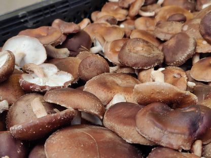 Shiitake Mushroom 5lb Fruiting Block: Ready to Fruit Table Top Farm Grow Kit