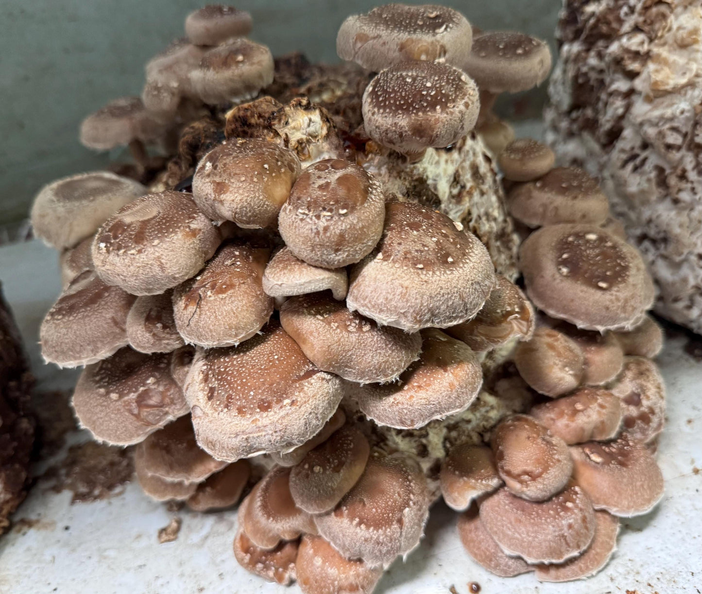 Shiitake Mushroom 5lb Fruiting Block: Ready to Fruit Table Top Farm Grow Kit