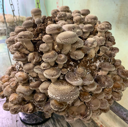 Shiitake Mushroom 5lb Fruiting Block: Ready to Fruit Table Top Farm Grow Kit
